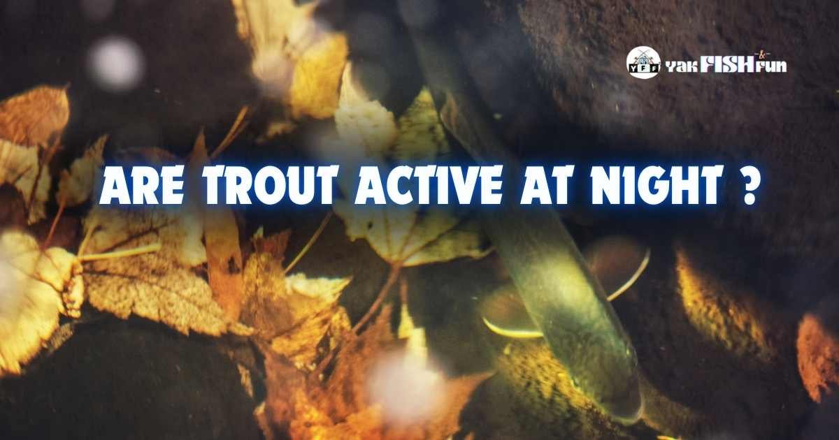 are trout active at night