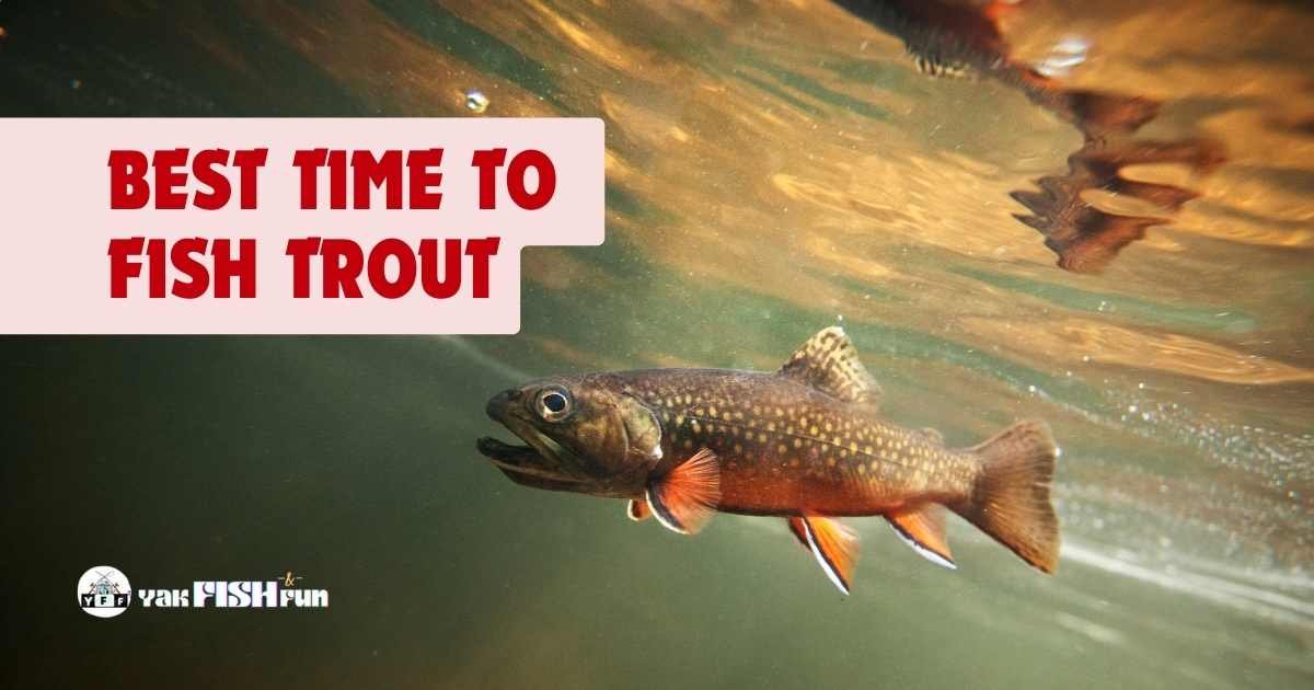 best time to fish trout