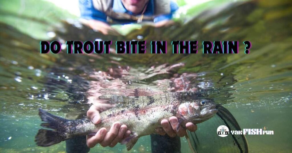 do trout bite in the rain